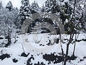 Snowfall in lohaghat`s village farm photo
